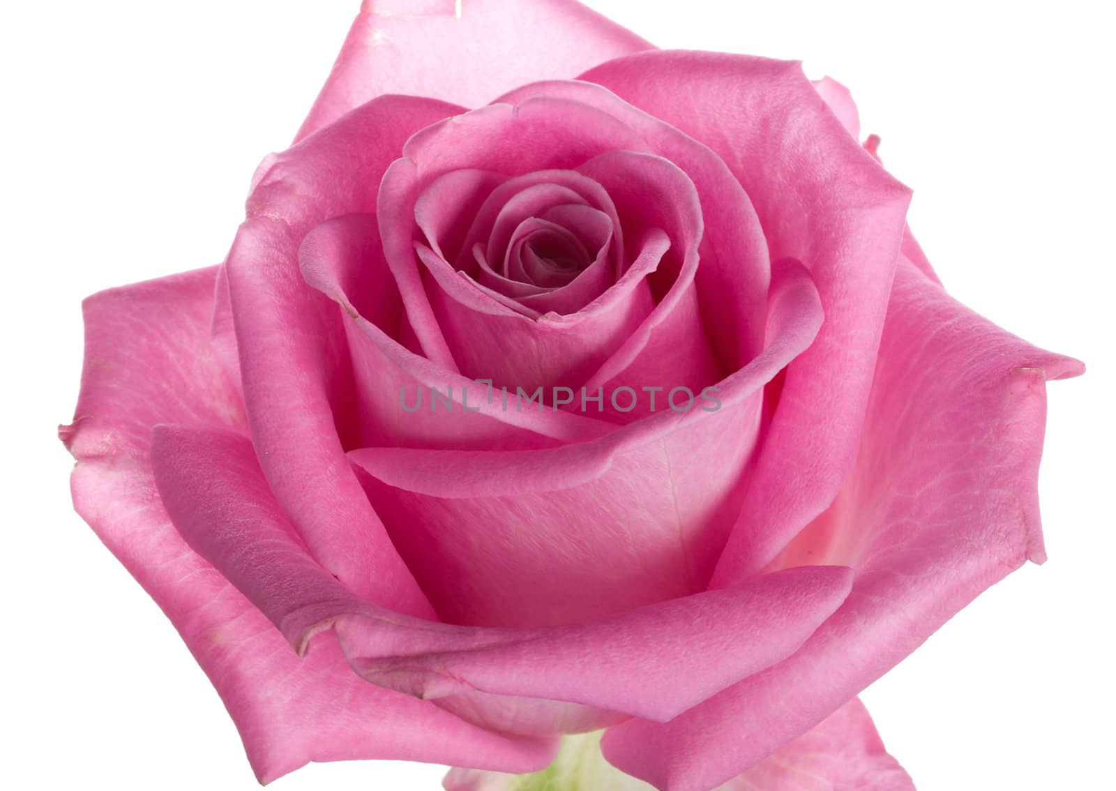 close-up pink rose isolated by Alekcey