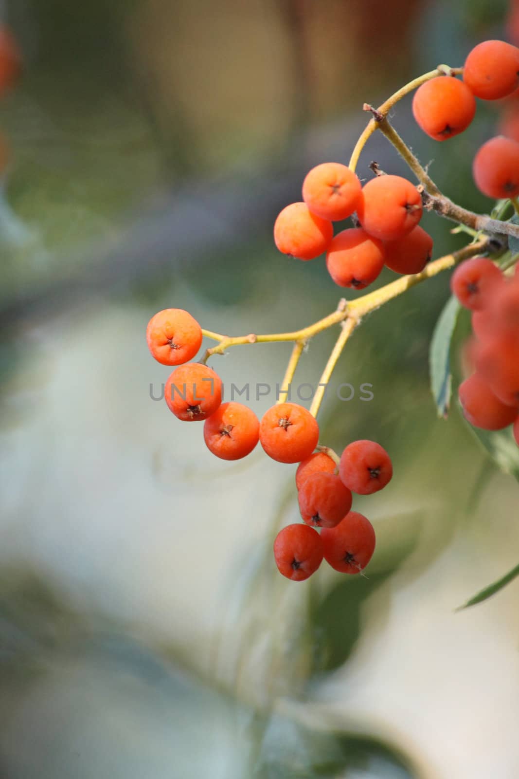 Close up of the red rowanberry bunch