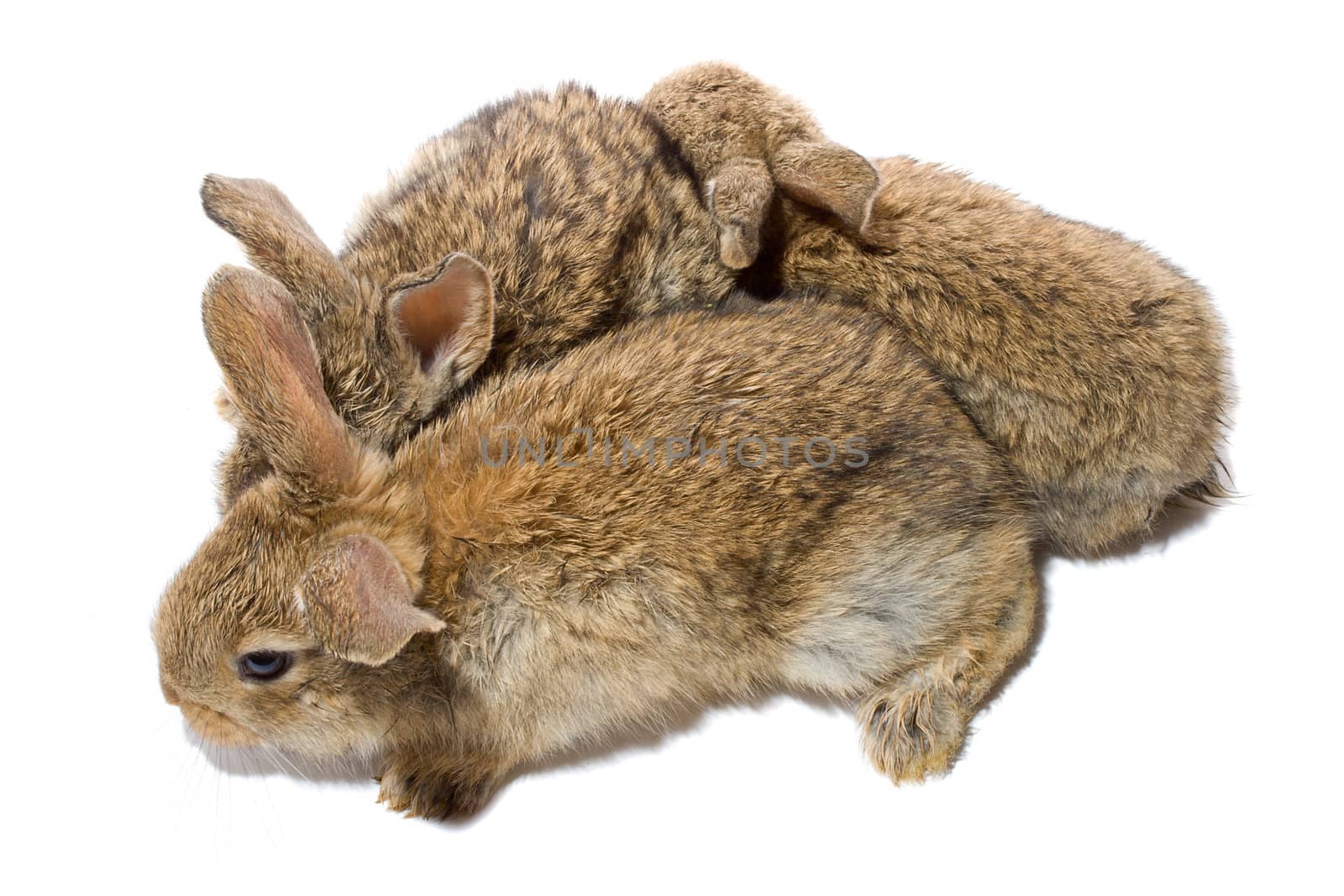 close-up three small baby rabbits, isolated on white