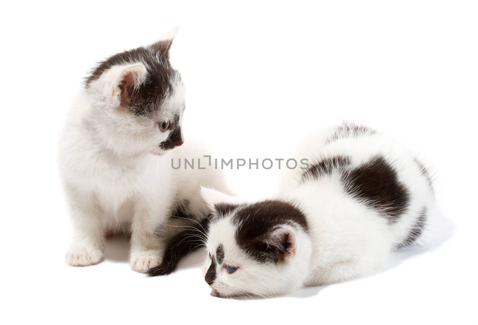 close-up two kittens, isolated on white