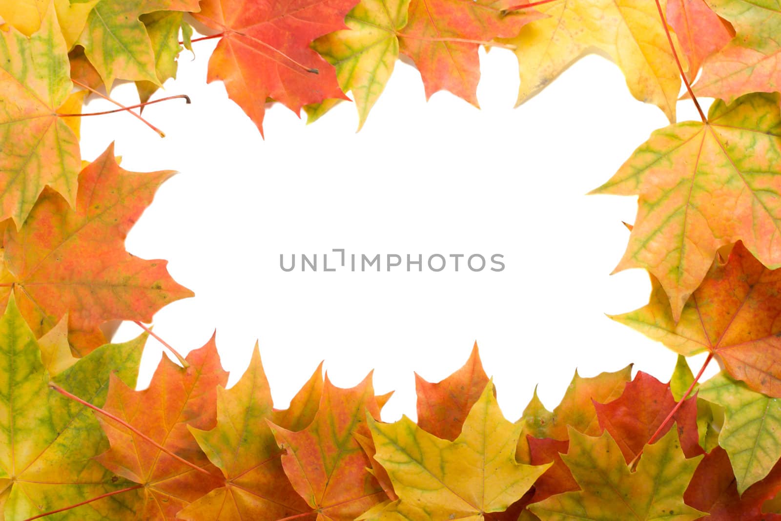 frame from maple leaves by Alekcey