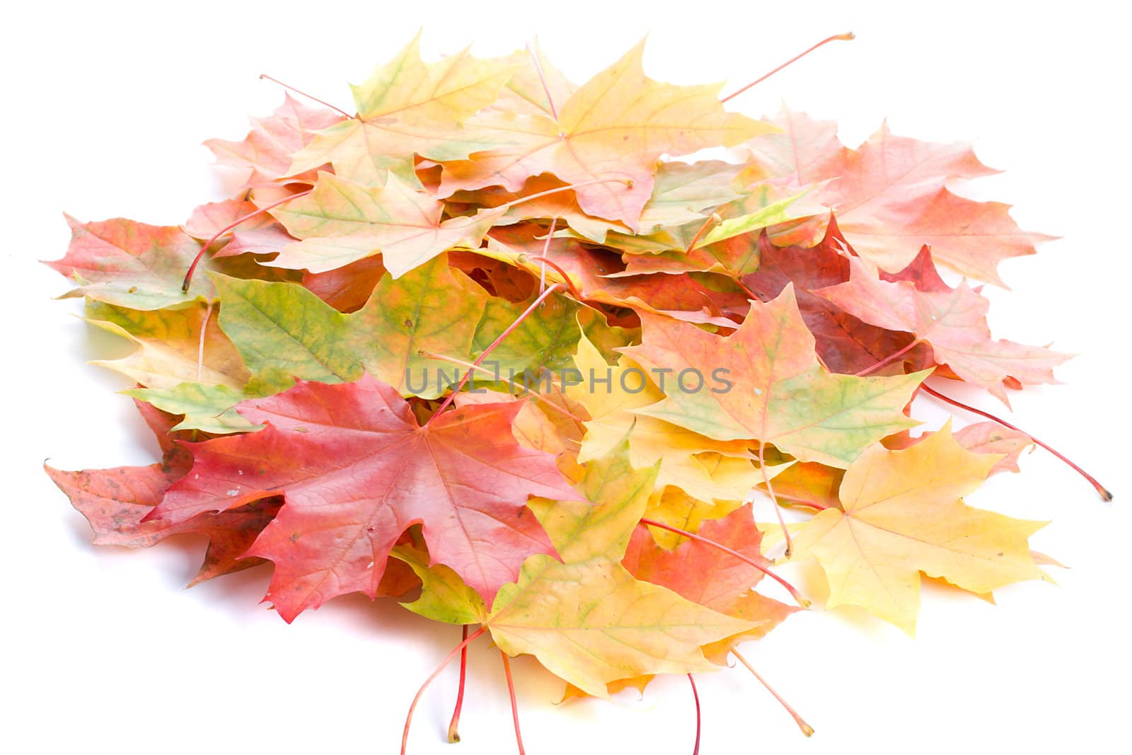 heap of maple leaves by Alekcey