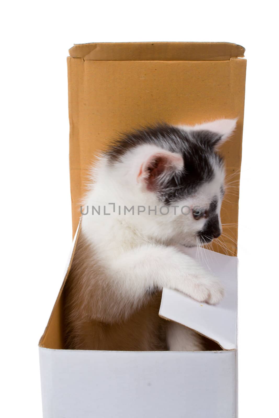 kitten on box by Alekcey