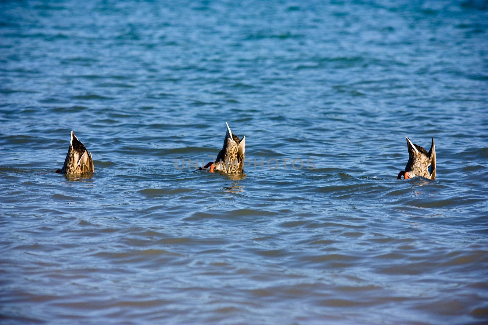 Three backs of the ducks which Swimming and fishing