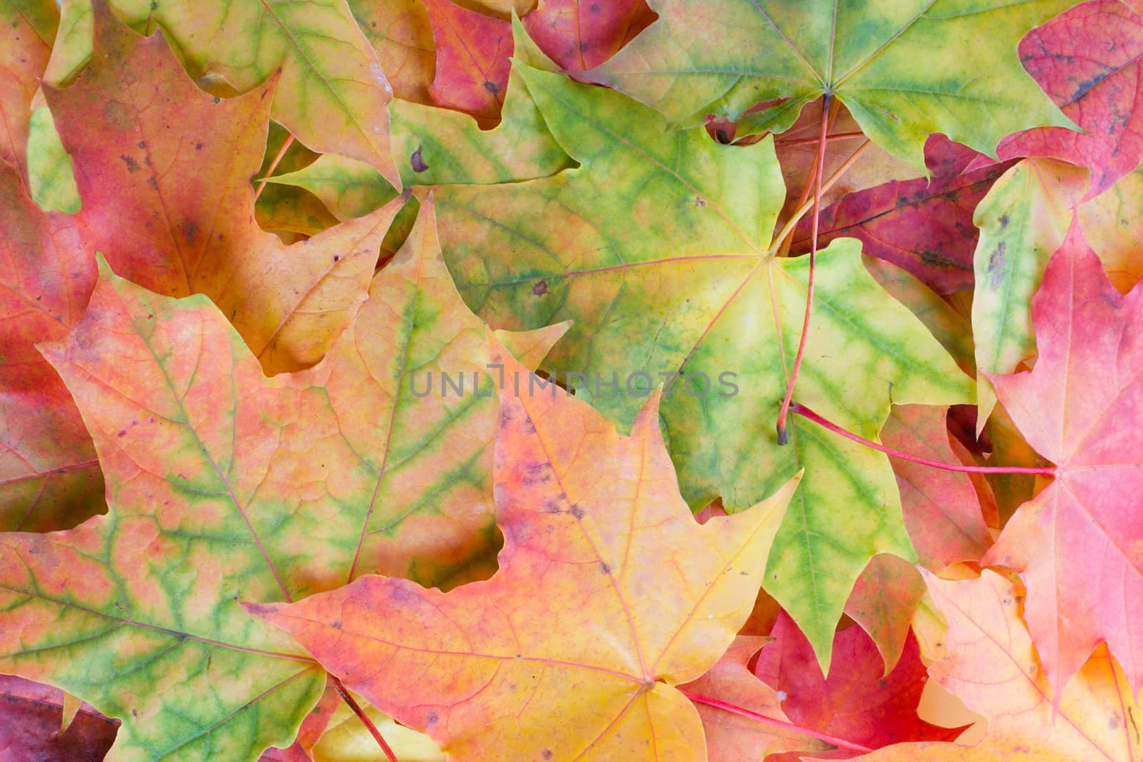 background from maple leaves