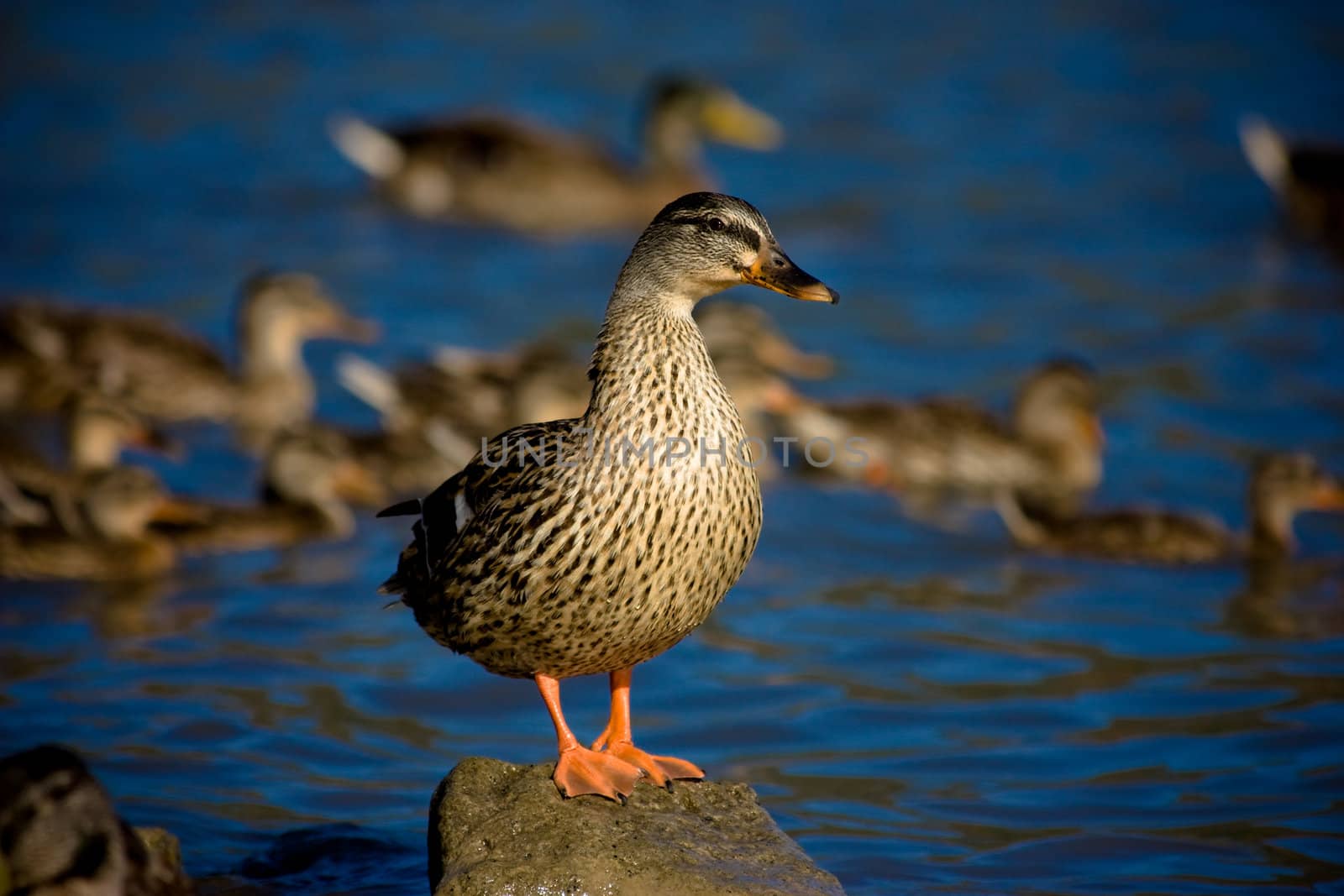 Wild Duck staying on Rocks on Albano lake, Italy