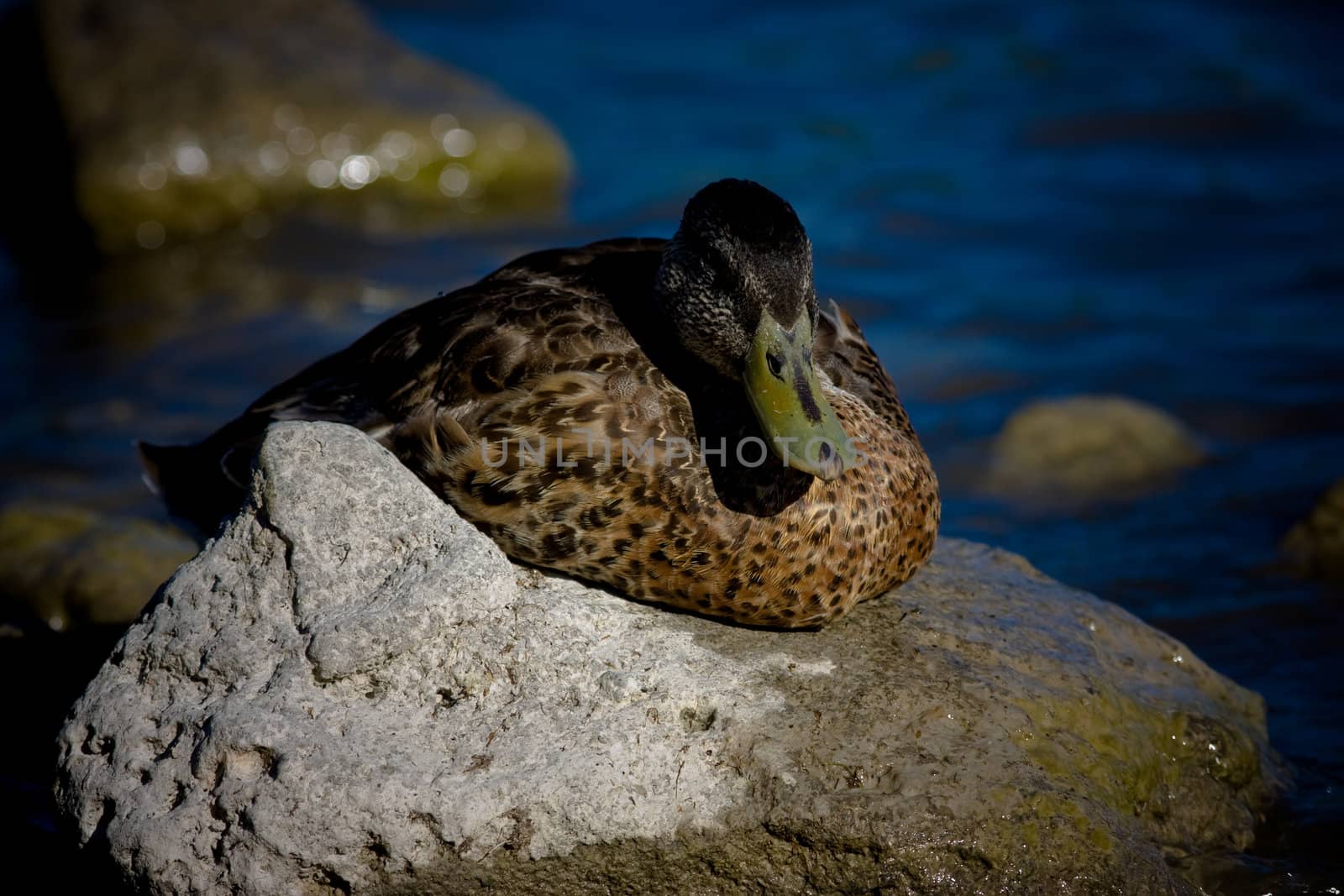 Wild Duck Resting on Rocks on Albano lake, Italy