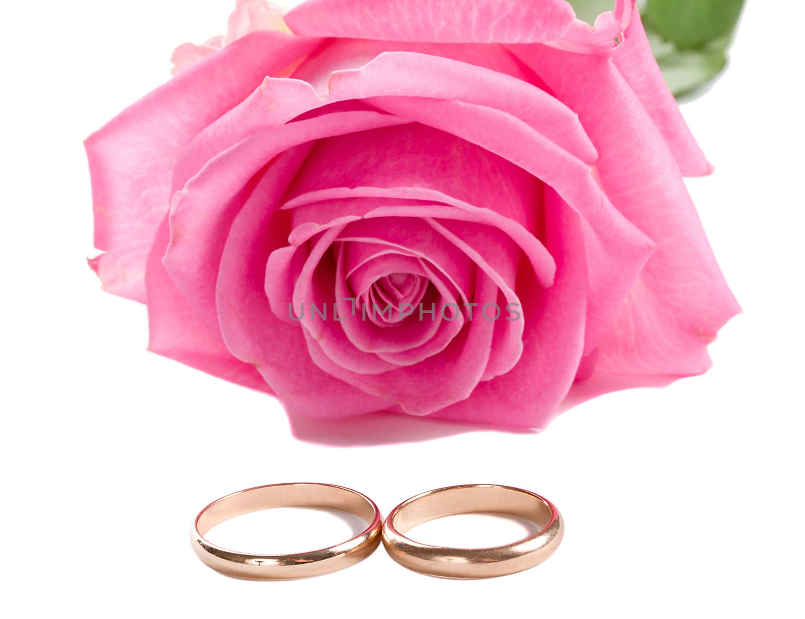 close-up pink rose and two wedding rings, isolated on white