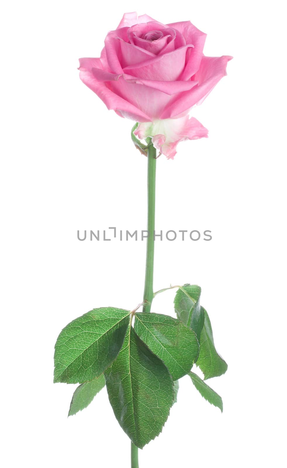 close-up pink rose, isolated on white