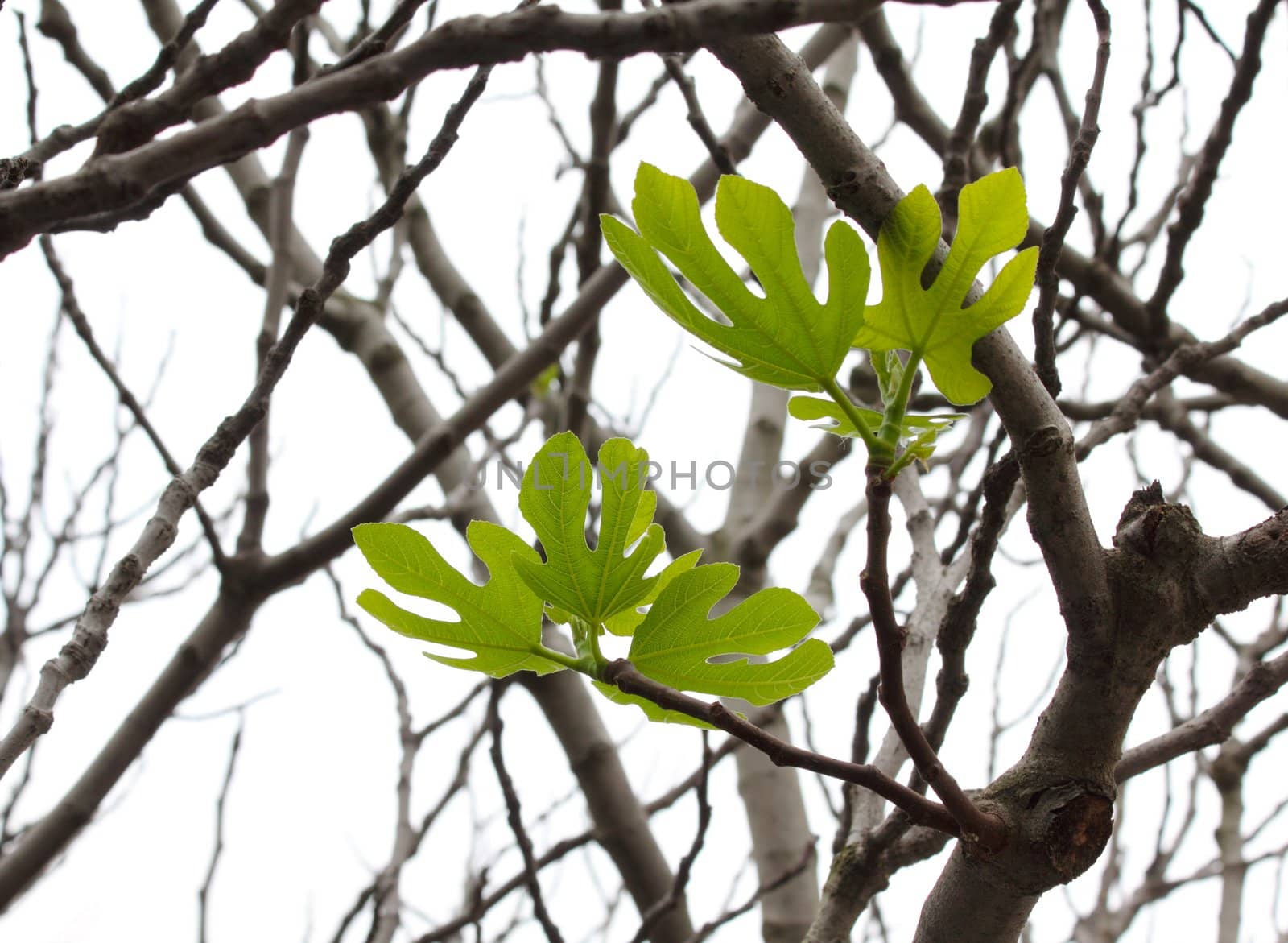 fig tree by gallofoto