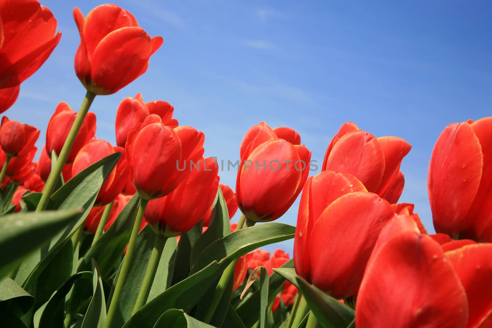 Red tulips and blue sky – across composition.