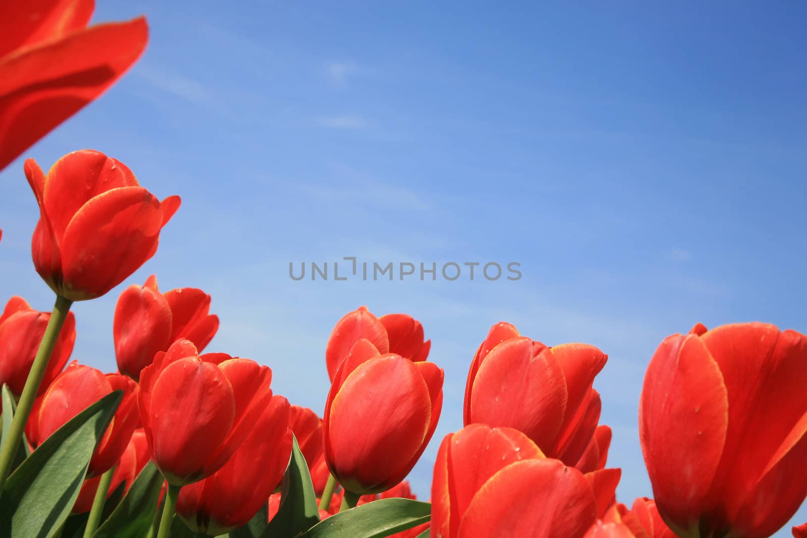 Red tulips and blue sky – across composition.