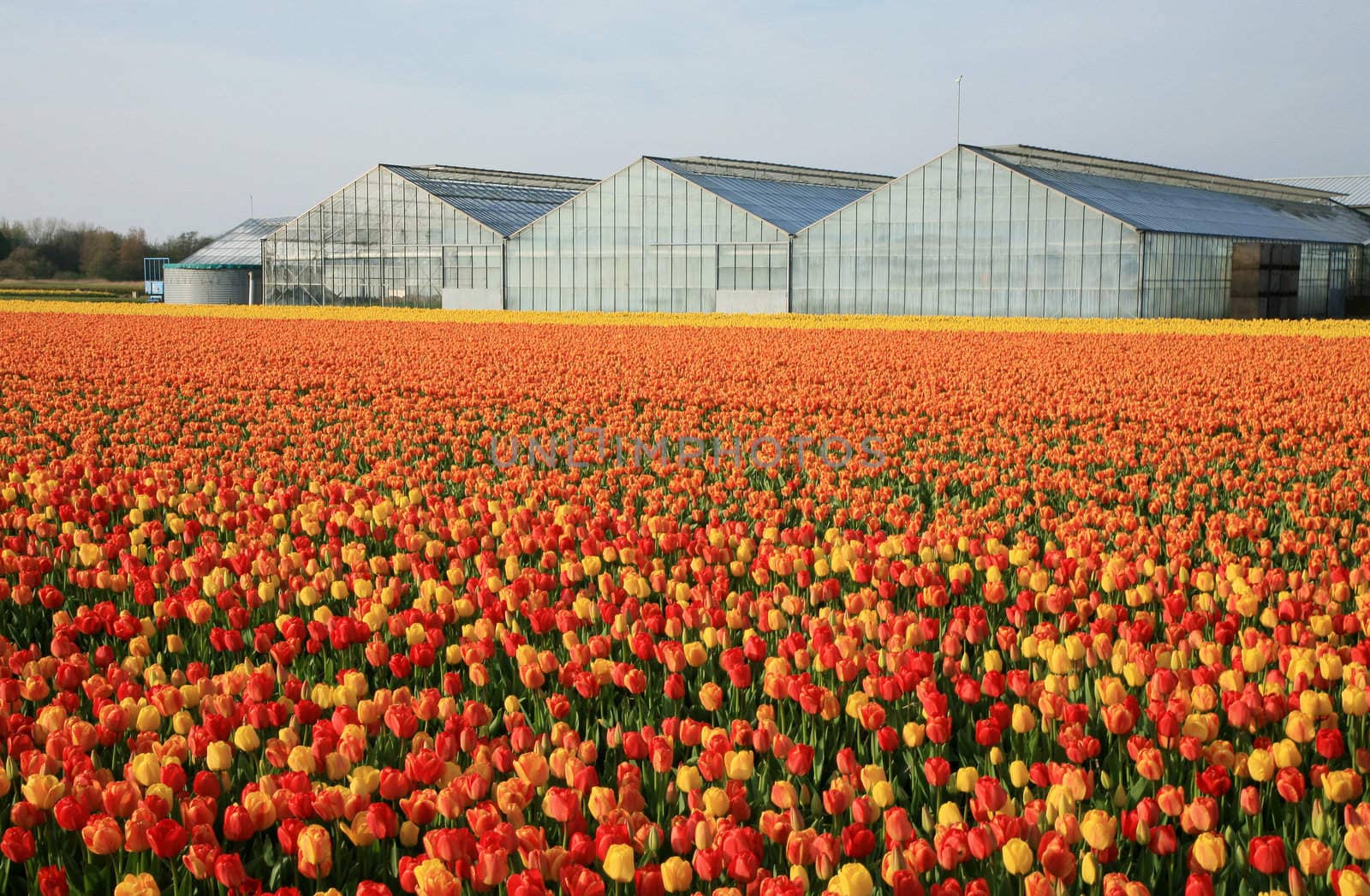 Dutch country – greenhouses and field of tulips. 