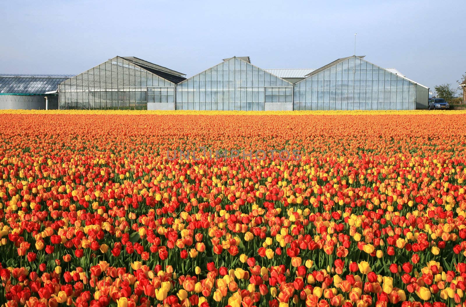 Dutch country – greenhouses and field of tulips. 