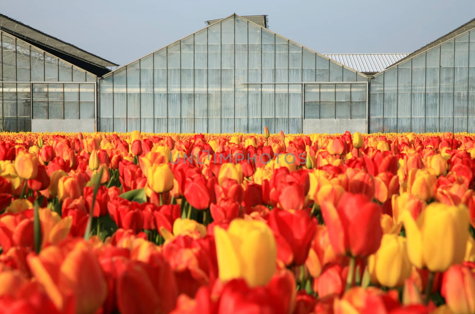 Dutch country – greenhouses and field of tulips. 