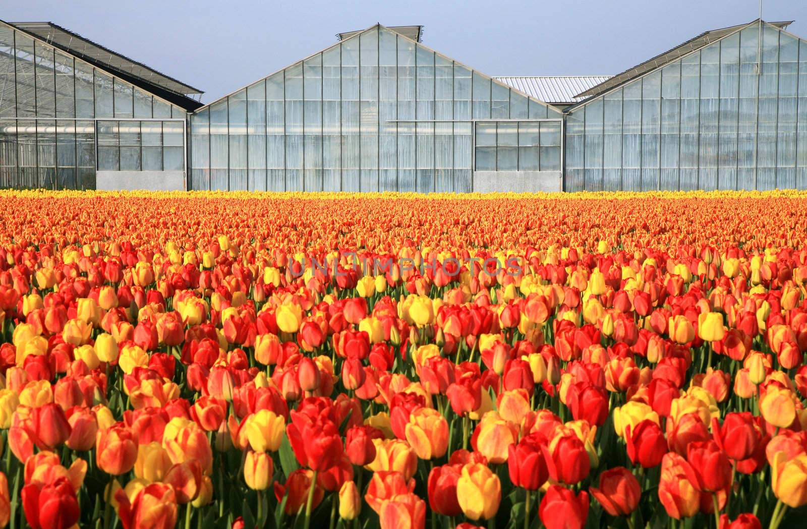 Dutch country – greenhouses and field of tulips. 