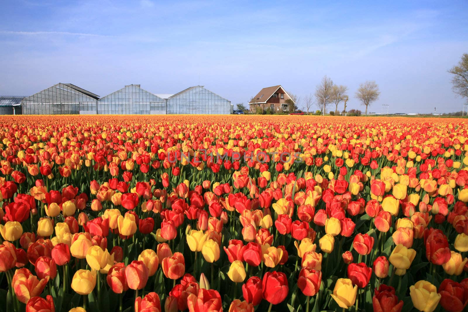 Dutch country – greenhouses and field of tulips. 