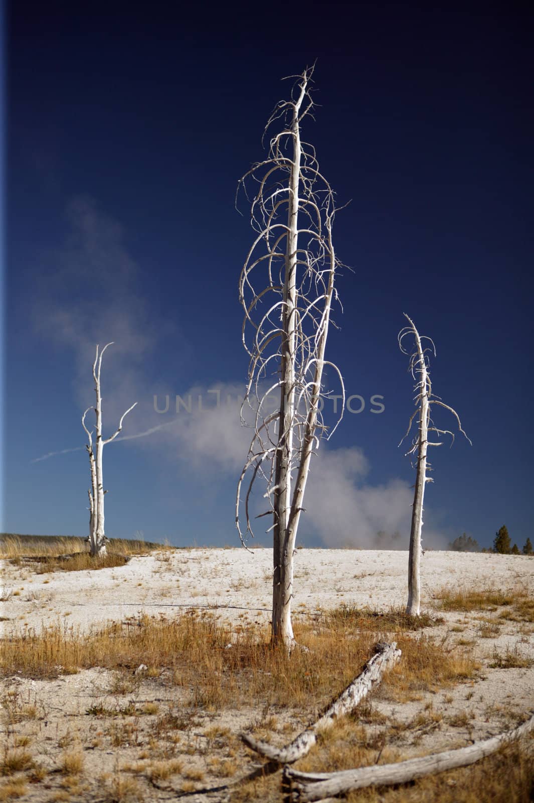 Barren area of Yellowstone National Park with three dominate trees