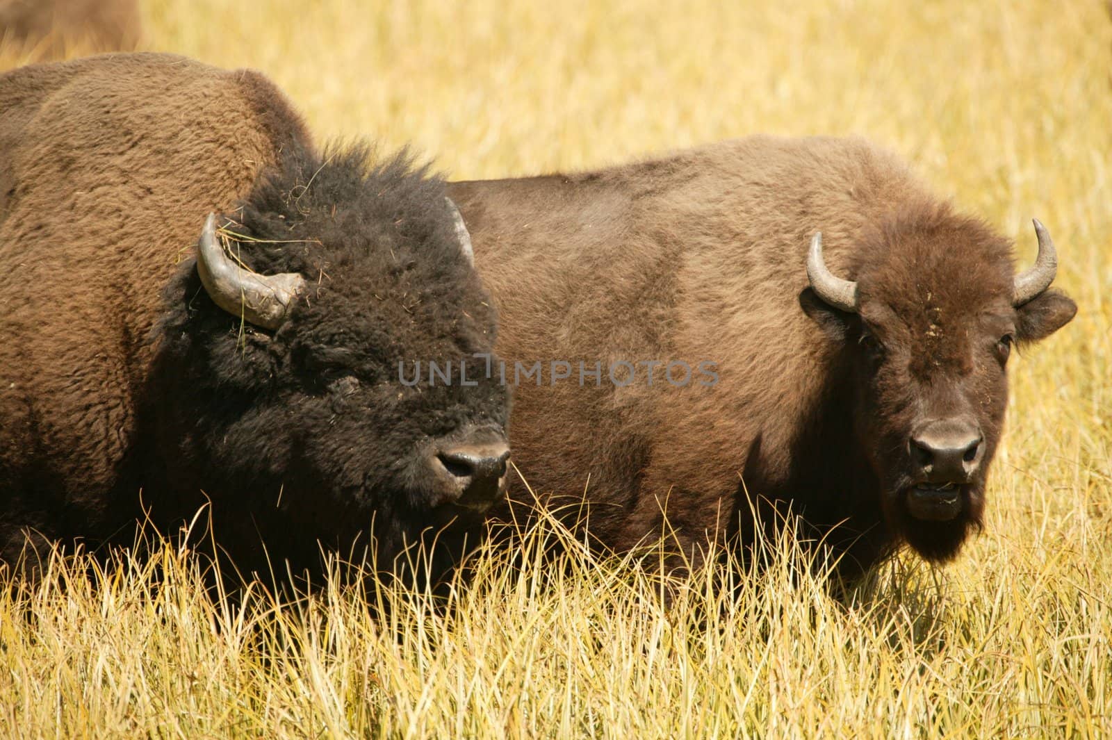 Bison Lovers sharing an intimate moment