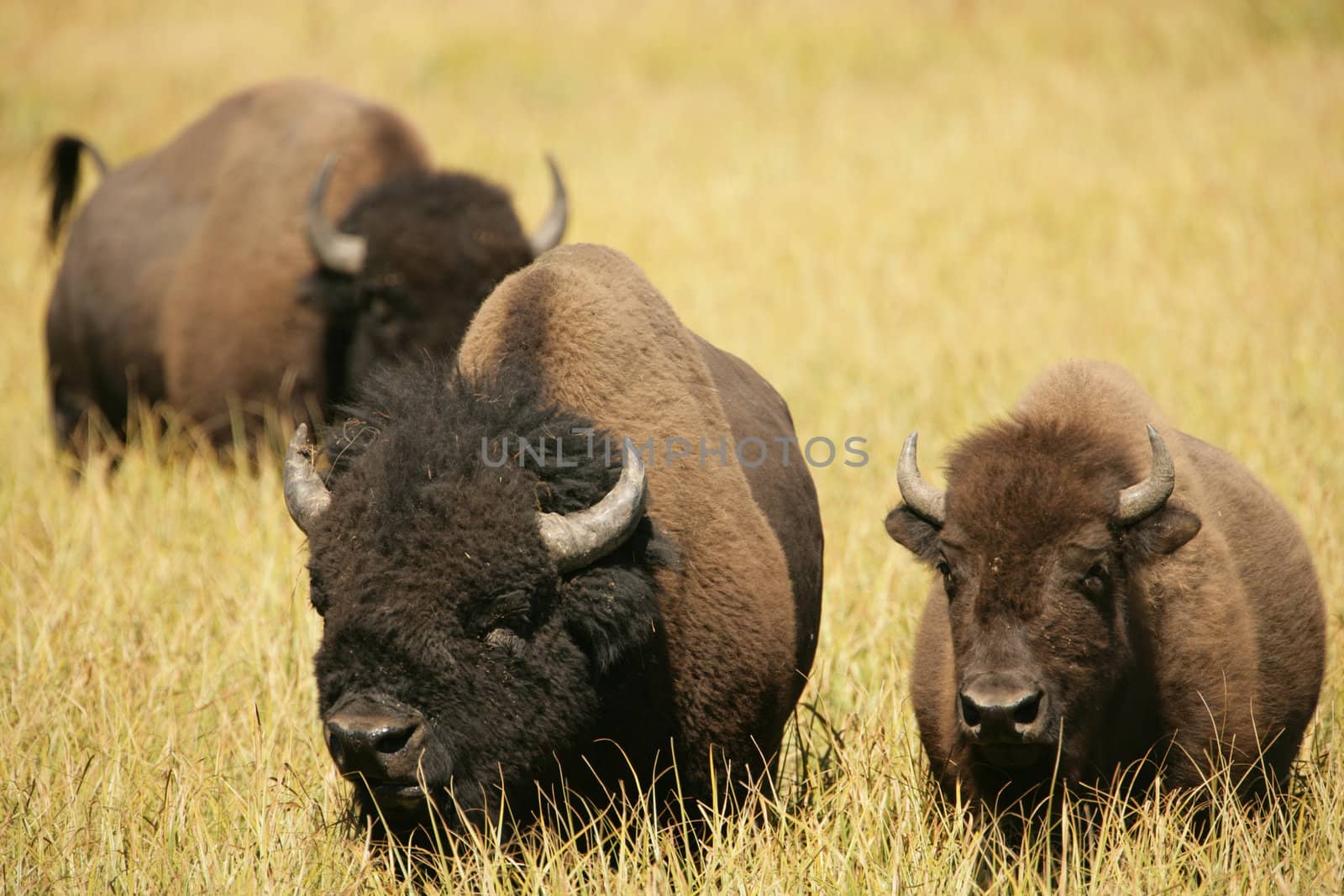 Bison Lovers sharing an intimate moment