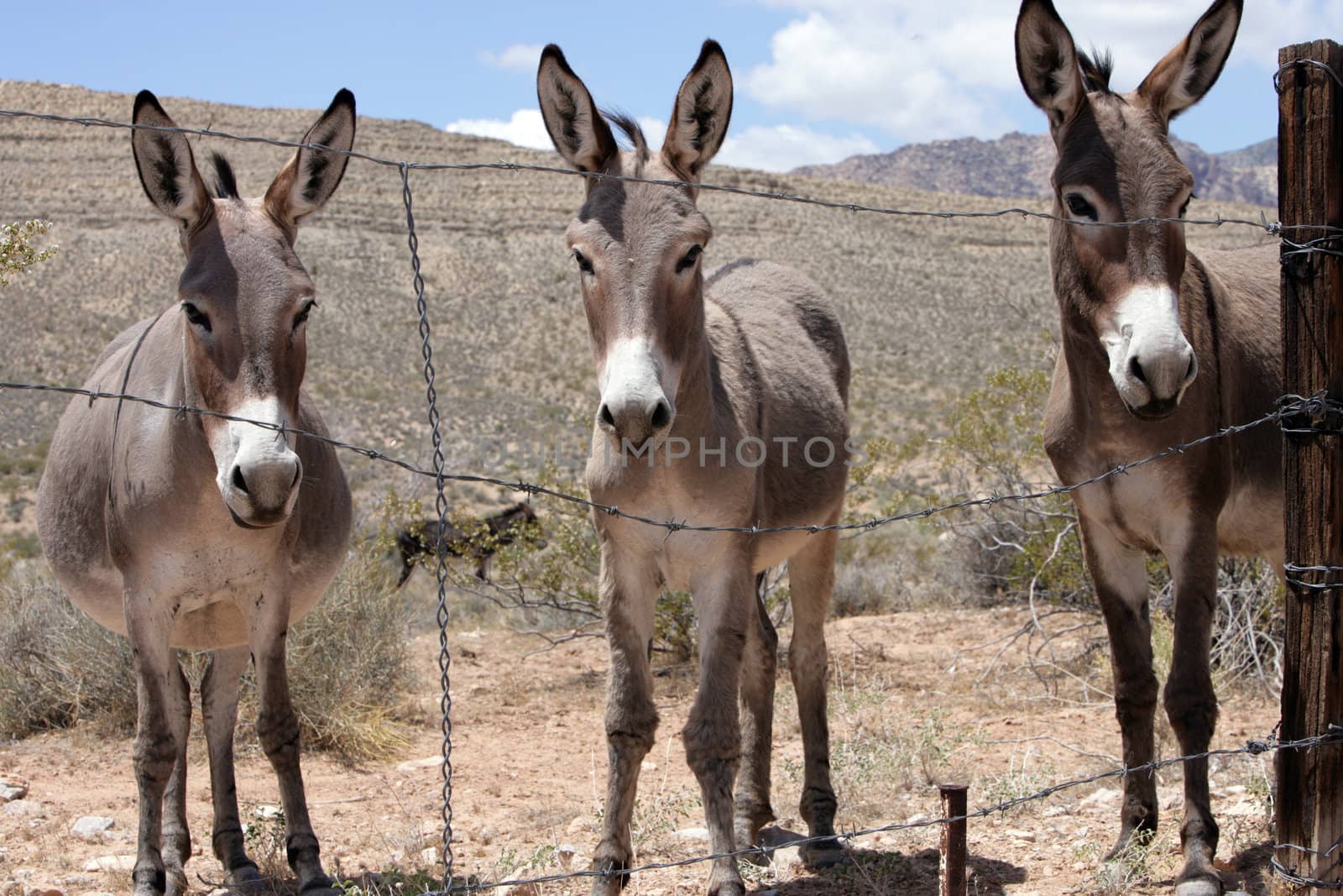 Three Burroughs in the desert near Las Vegas, Nevada
