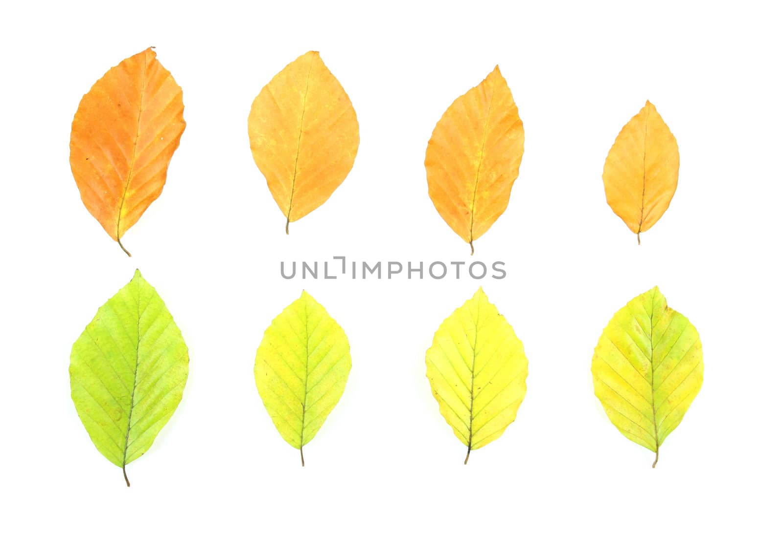 Autumn - colorful October tree leaves. Isolated yellow and brown leaves.