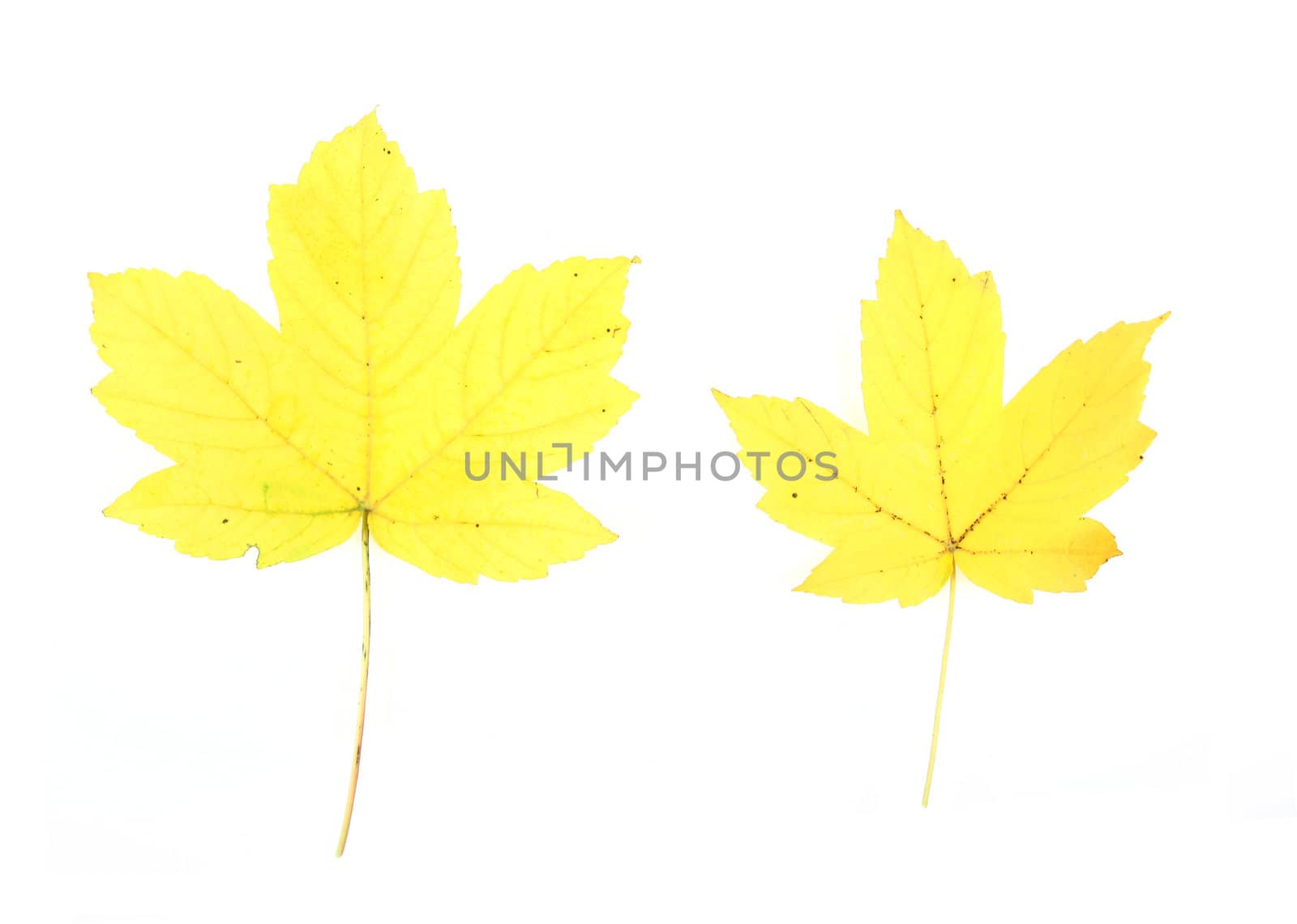 Autumn - colorful October tree leaves. Isolated yellow maple leaves.