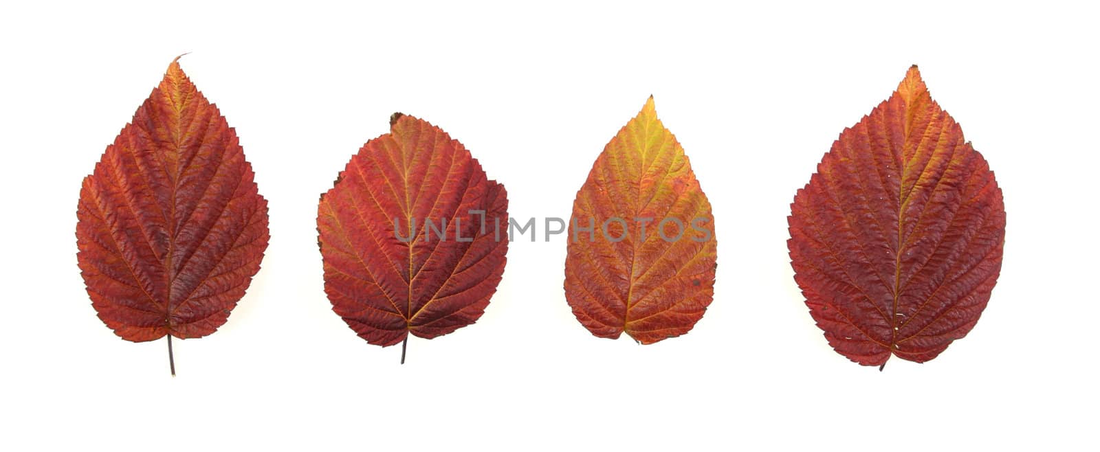 Autumn - colorful October tree leaves. Isolated red raspberry bush leaves.