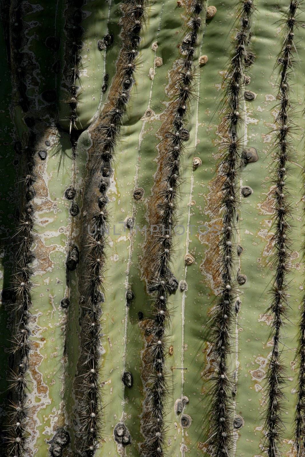 An abstract view of a Saguaro Cactus