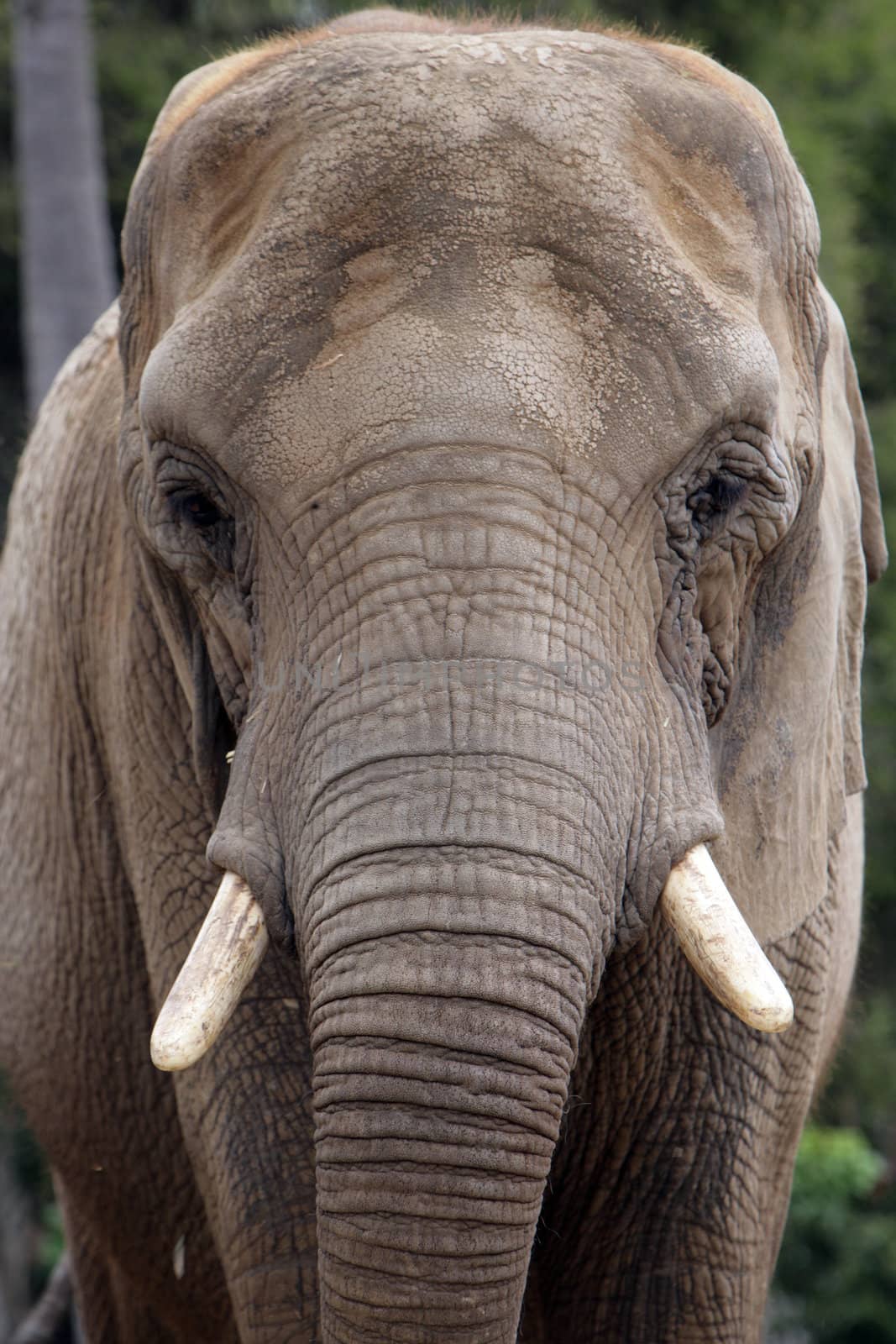 Portrait of an Elephant Thinking