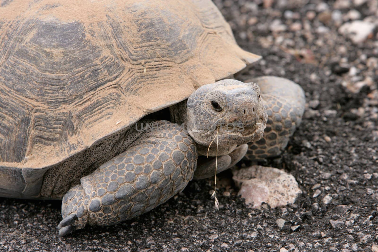 Desert Turtle near Valley of Fire in Las Vegas, Nevada