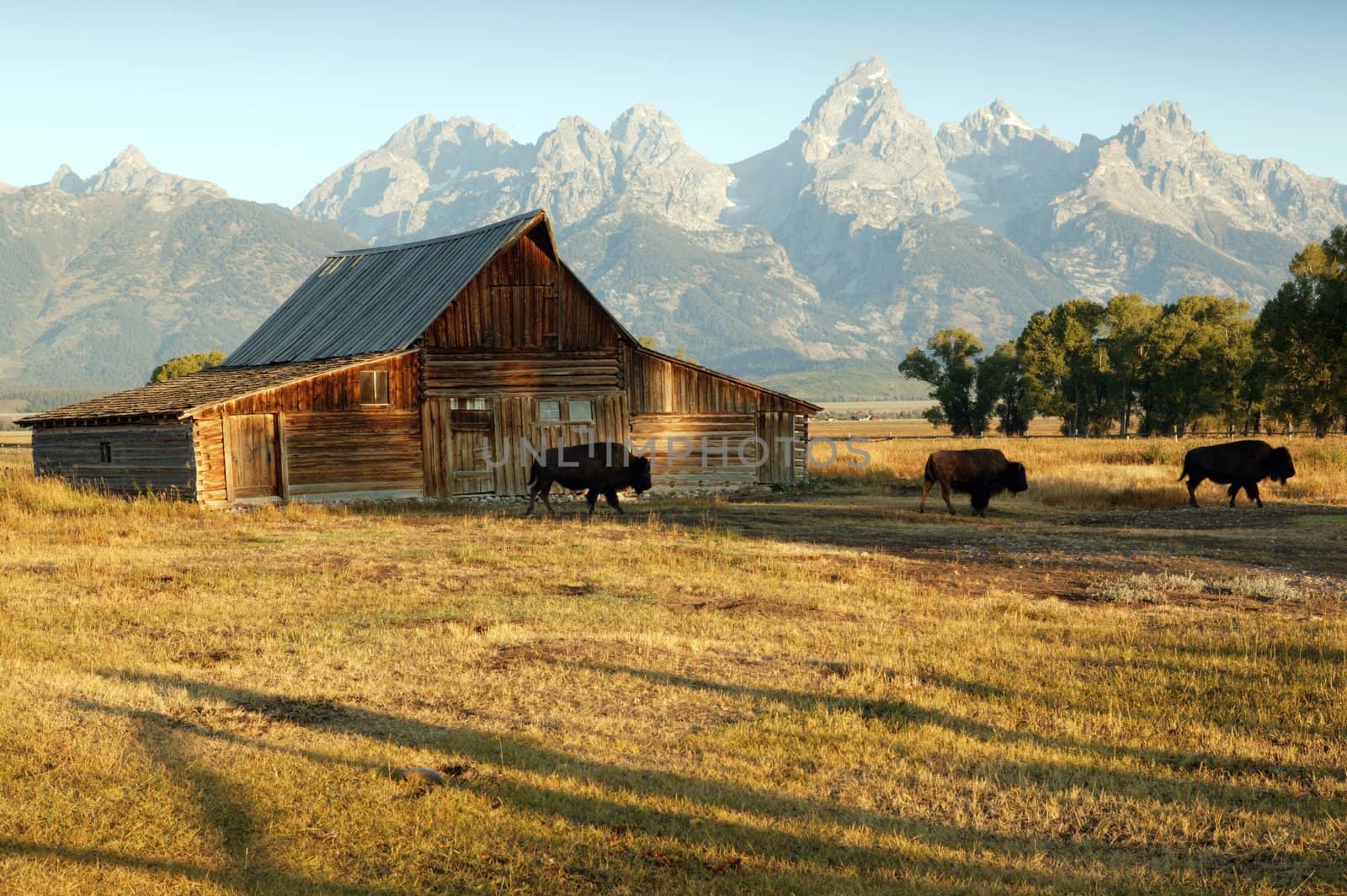 Famous Barn and Grand Teton National Park