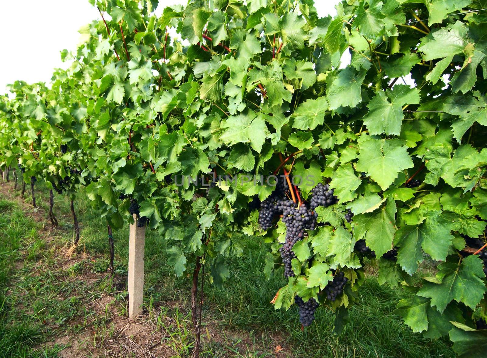 Ripe grapes on an excellent rod of a vineyard. South Moravia. The Czech Republic