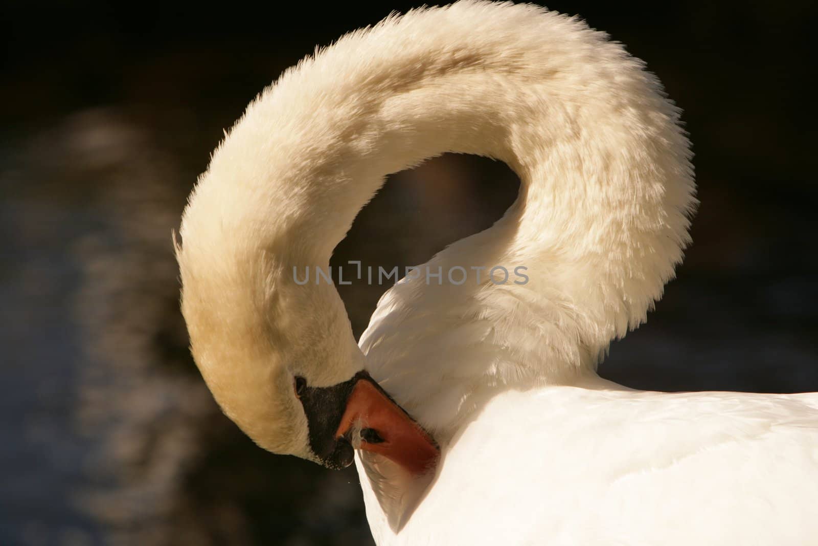 Swan on lake in Maui, Hawaii