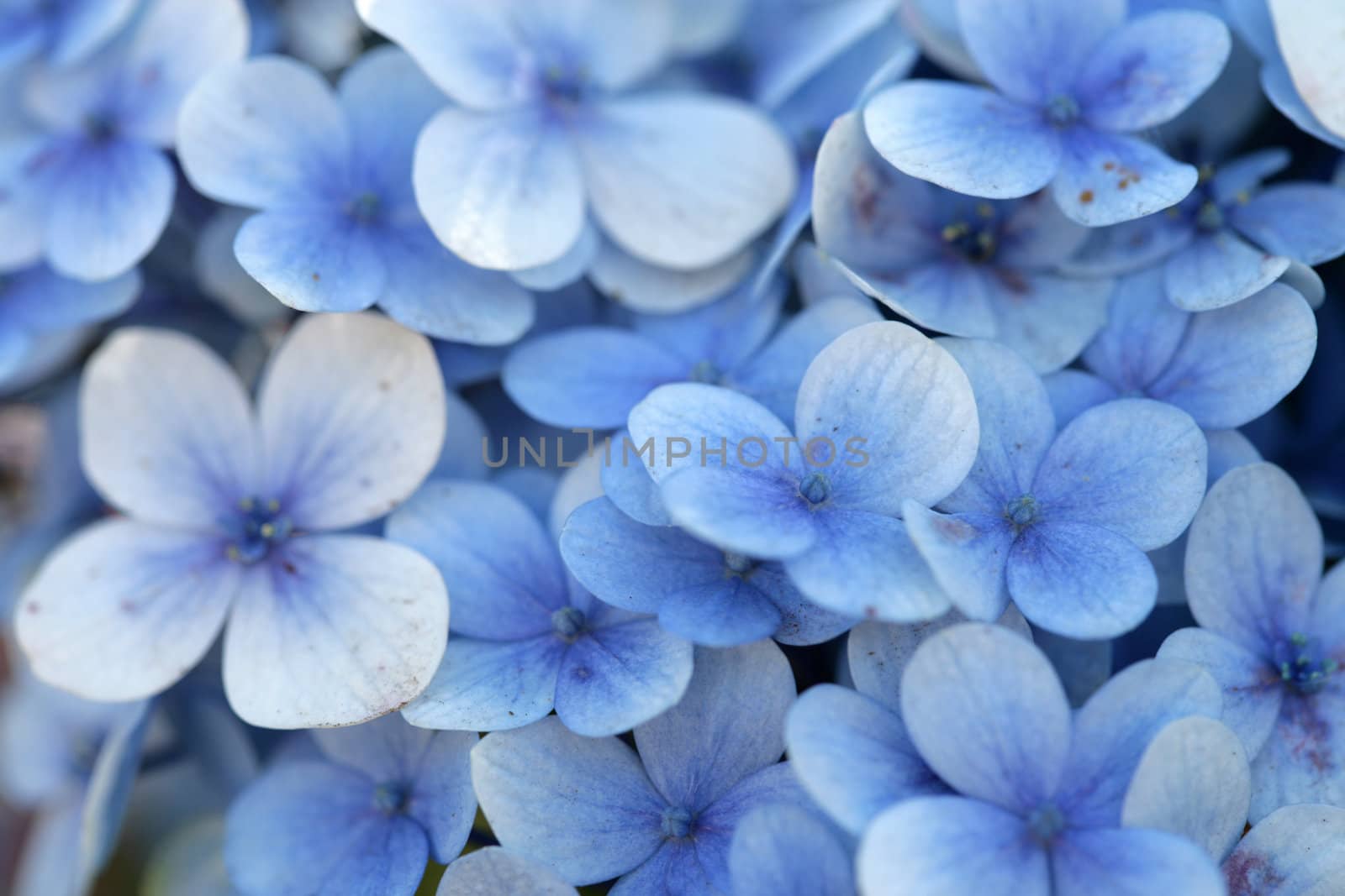 Blue Flowers taken on farm in the upcountry in Maui, Hawaii