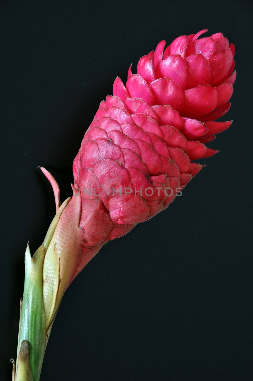 Red ginger flower on dark background