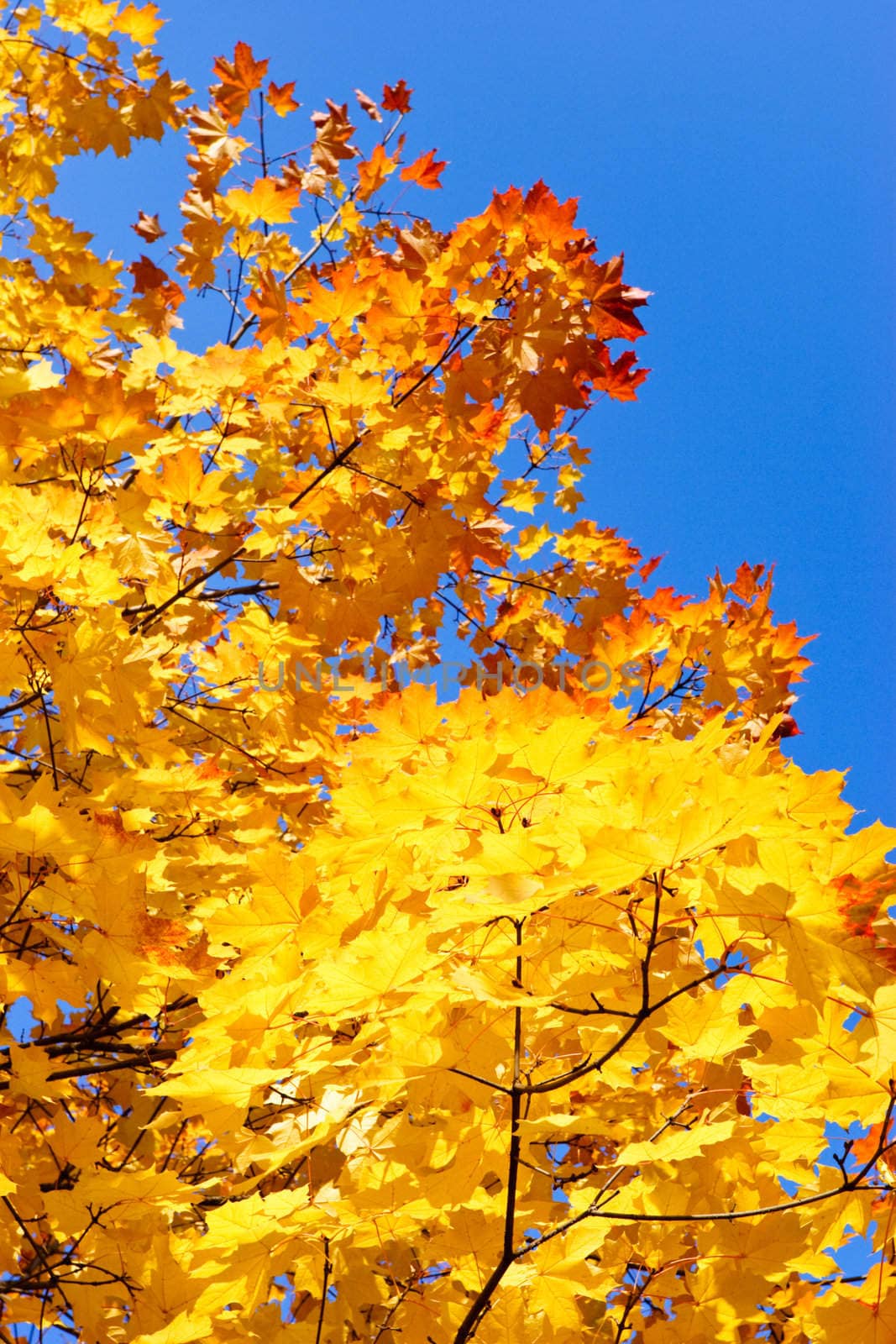 Yellow and red leaves on maple tree against clear blue sky at Autumn