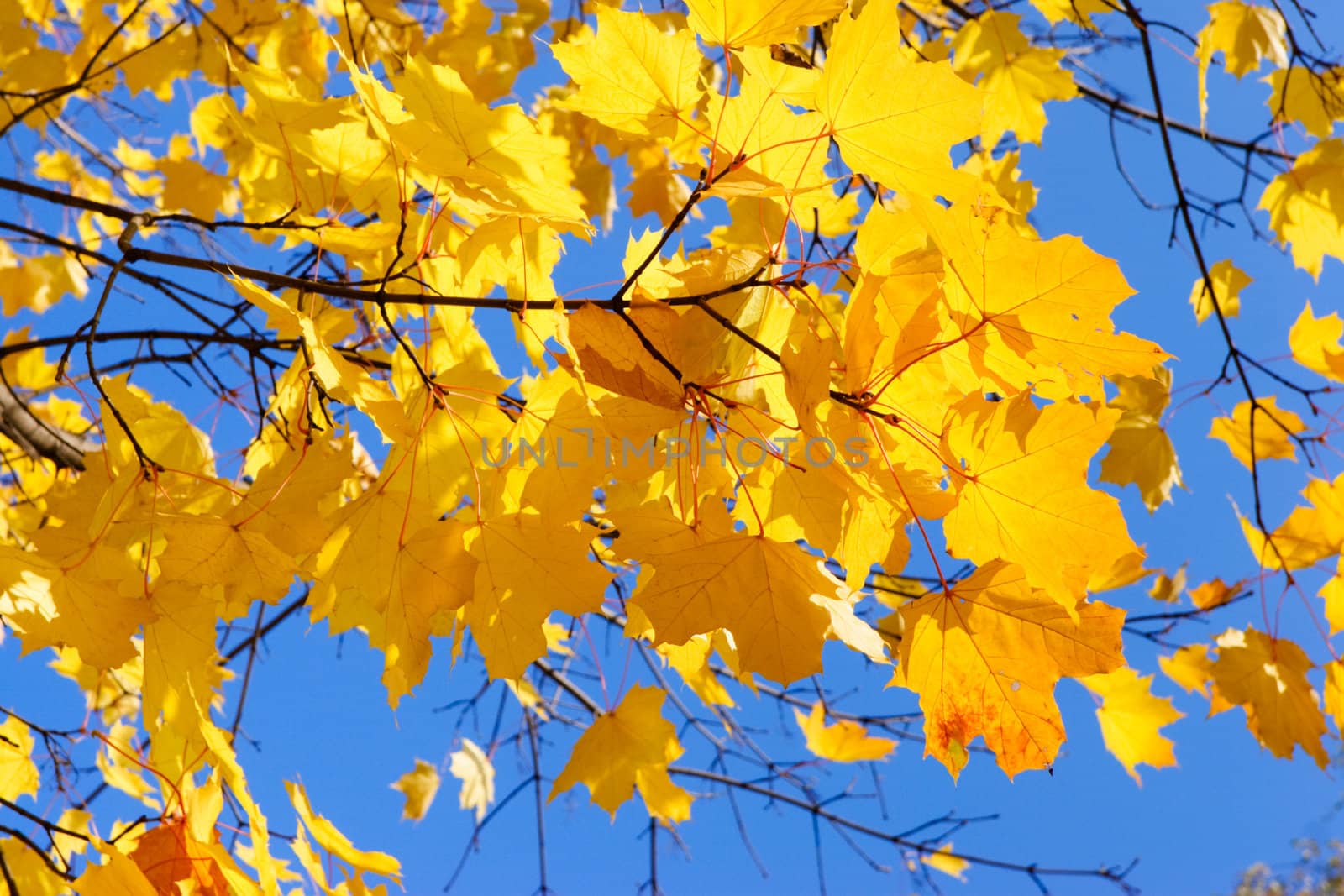 Last golden leaves on maple tree against clear blue sky at Autumn