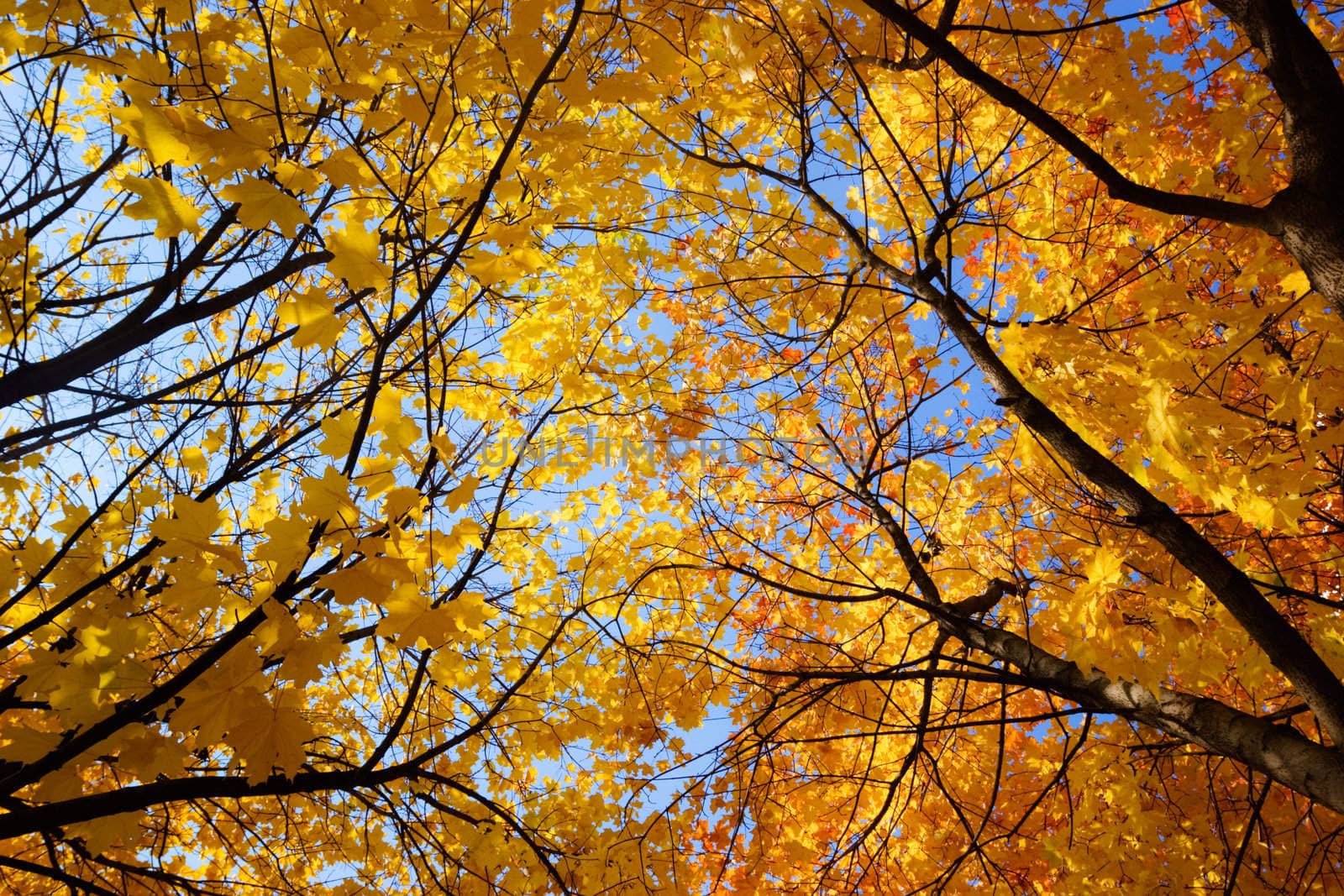 Yellow and red leaves on maple tree against clear blue sky at Autumn