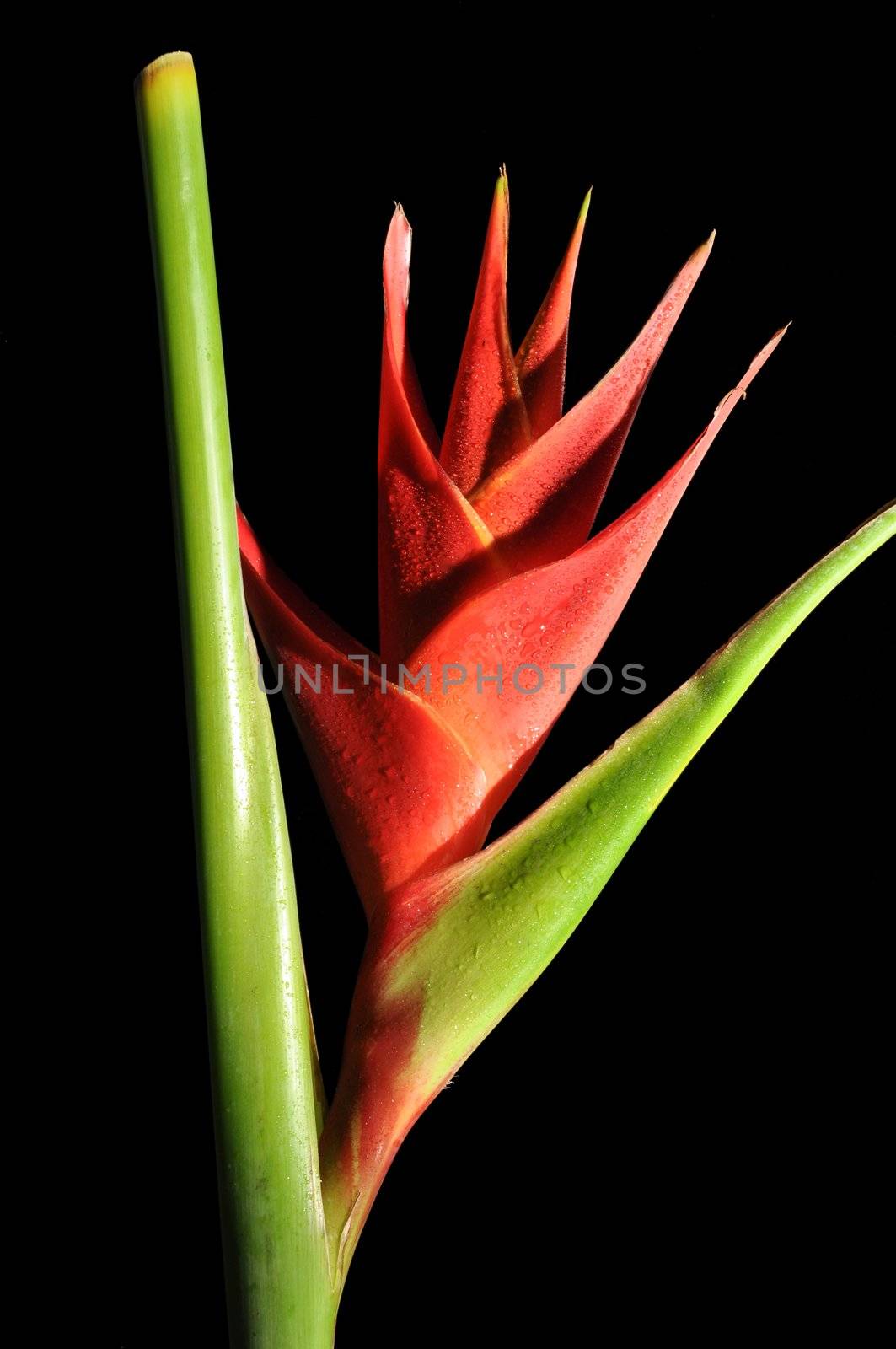 Red Heliconia Caribea flower with water droplets isolated on black background