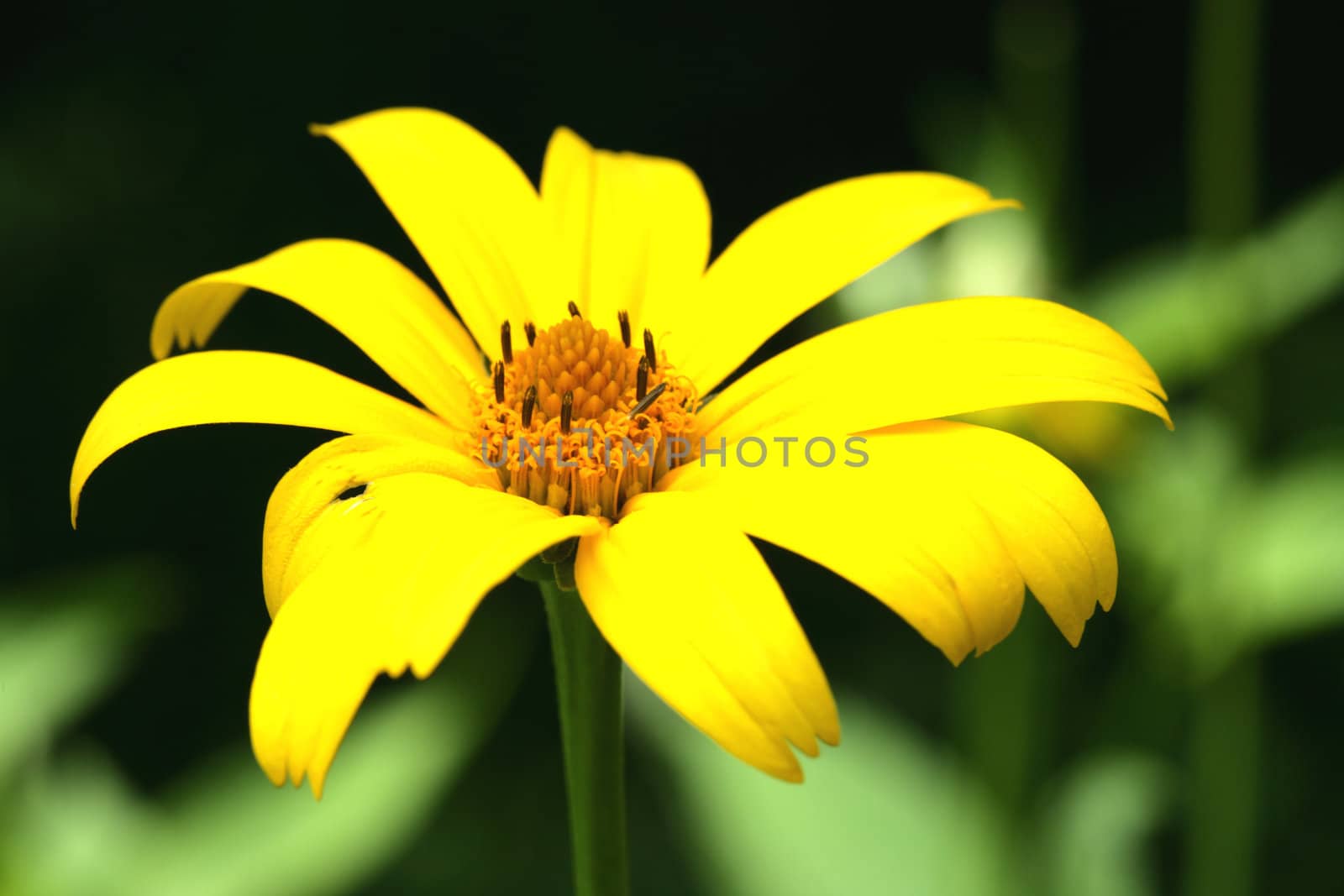 Yellow Flower shot taken in Shenandoah National Park
