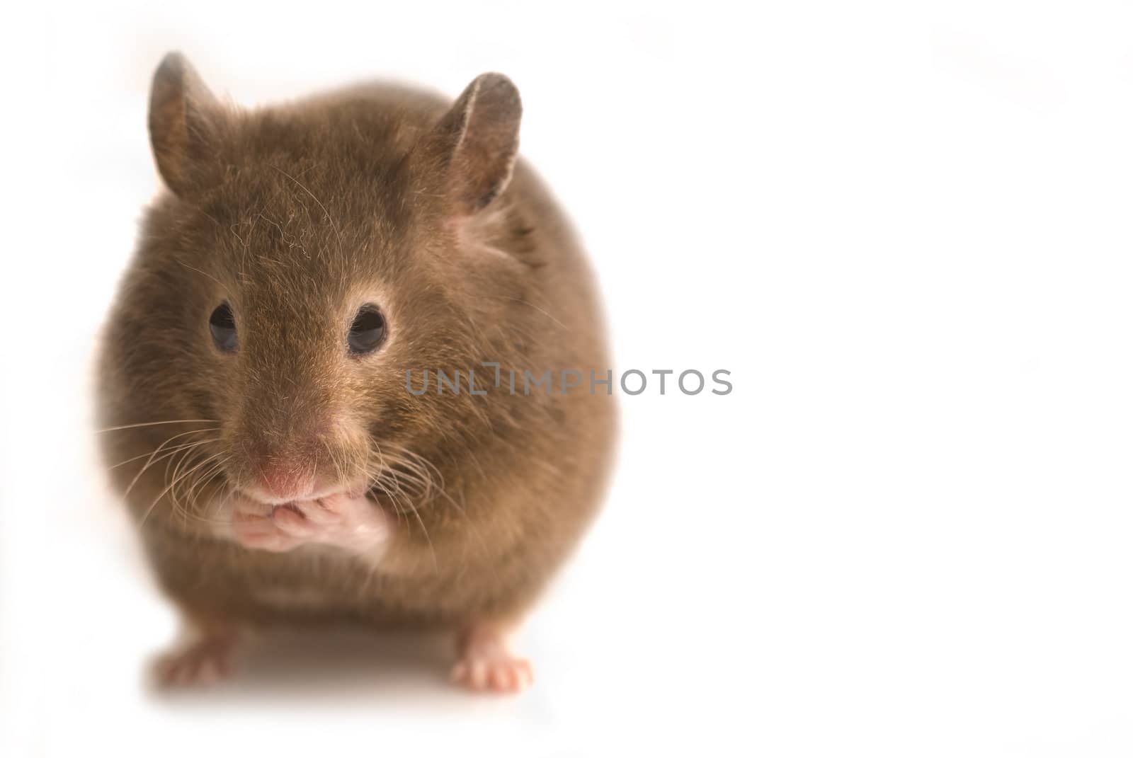 Fat cute brown hamster isolated on white with copy space