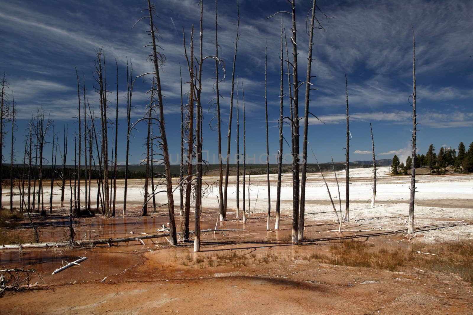 Barren area of Yellowstone National Park