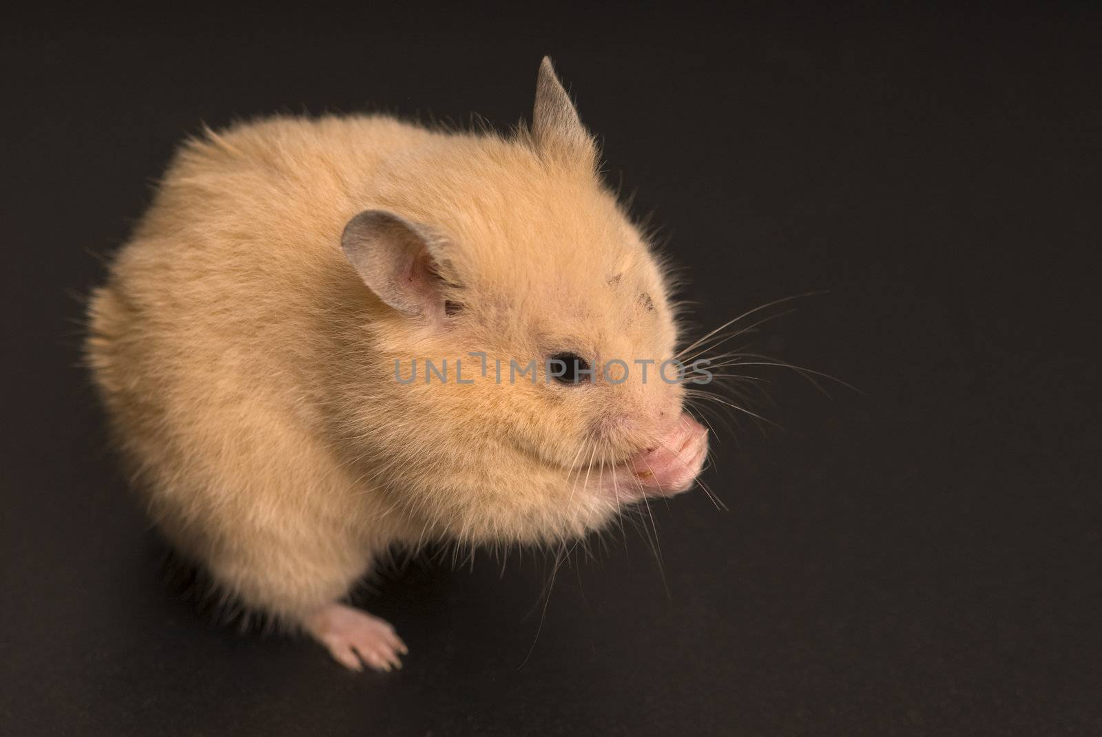 Yellow mouse isolated on black with copy space