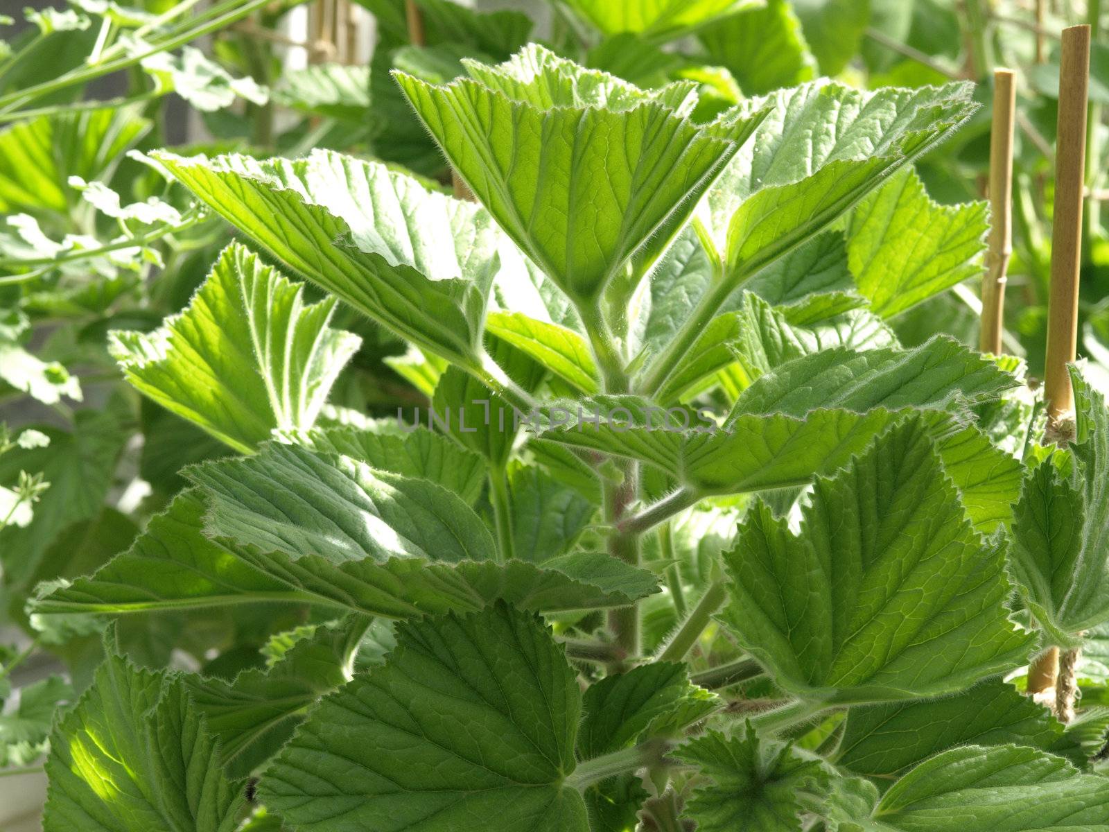 fresh green geranium plant