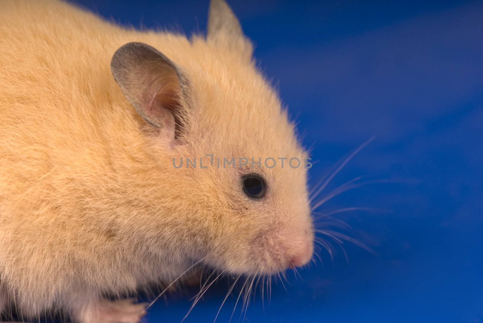 Yellow mouse isolated on blue with copy space