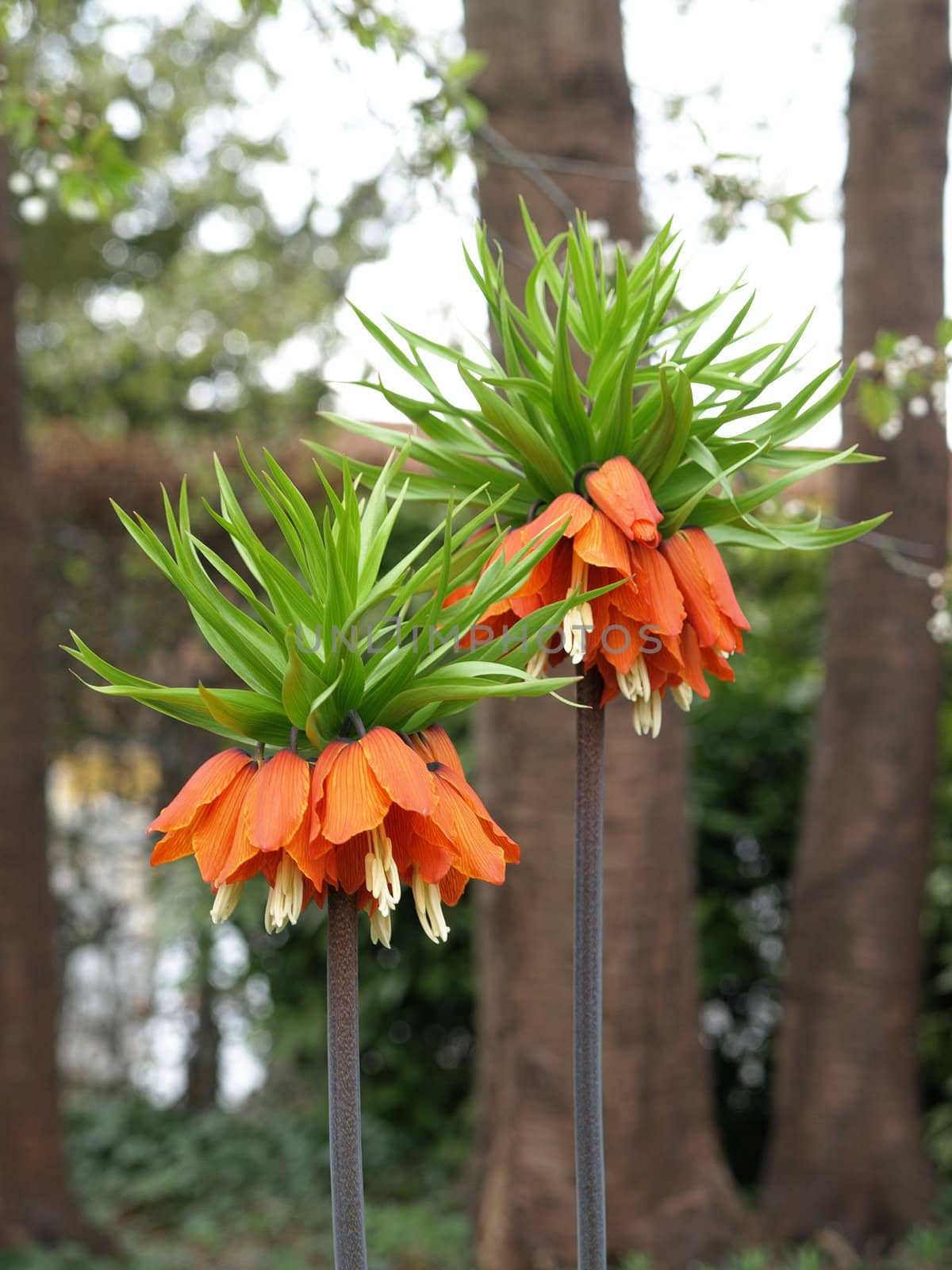 fresh blooms of crown imperial   