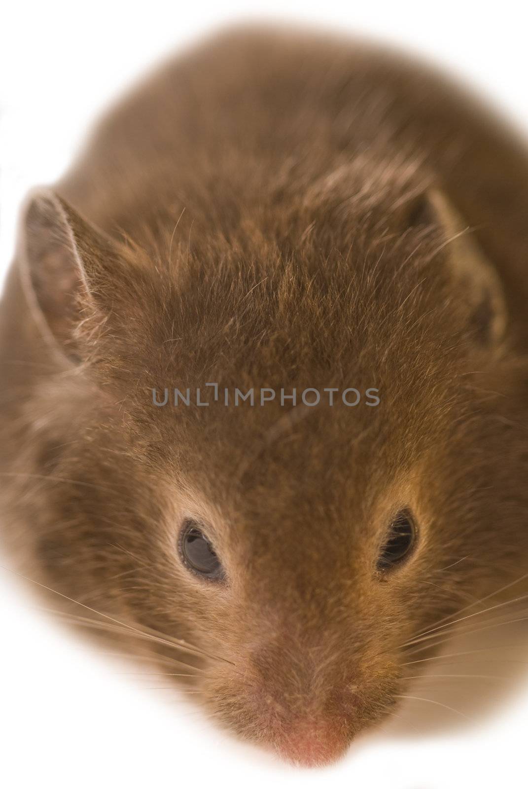 Brown mouse isolated on white