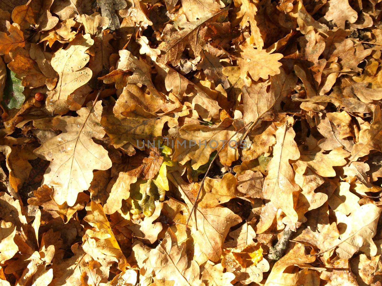 autumn very close colorful fall and background