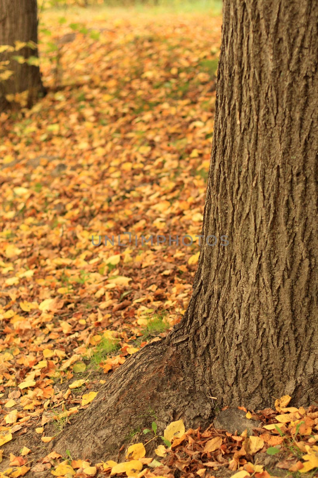 Trunk of the walnut tree. Autumn background.